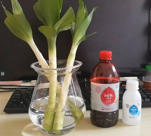 意想不到吧，碘伏消毒液可以救活你發(fā)黃的水養(yǎng)綠植！